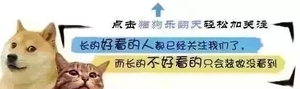 主人养了一只吉娃娃,10个月后竟变低底盘洛威拿:想看爸妈!