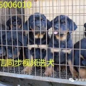 罗威纳犬价格价位罗威纳幼犬多少钱一条