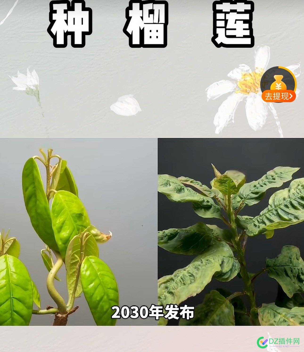 这博主能不能红够10年呢？ 10,67191,预计,植物,生长