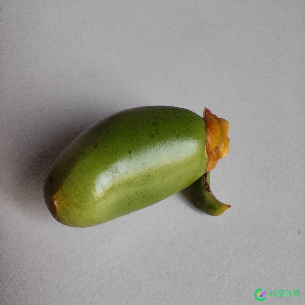 见多识广的朋友们，这是什么果子？ 见多识广的人