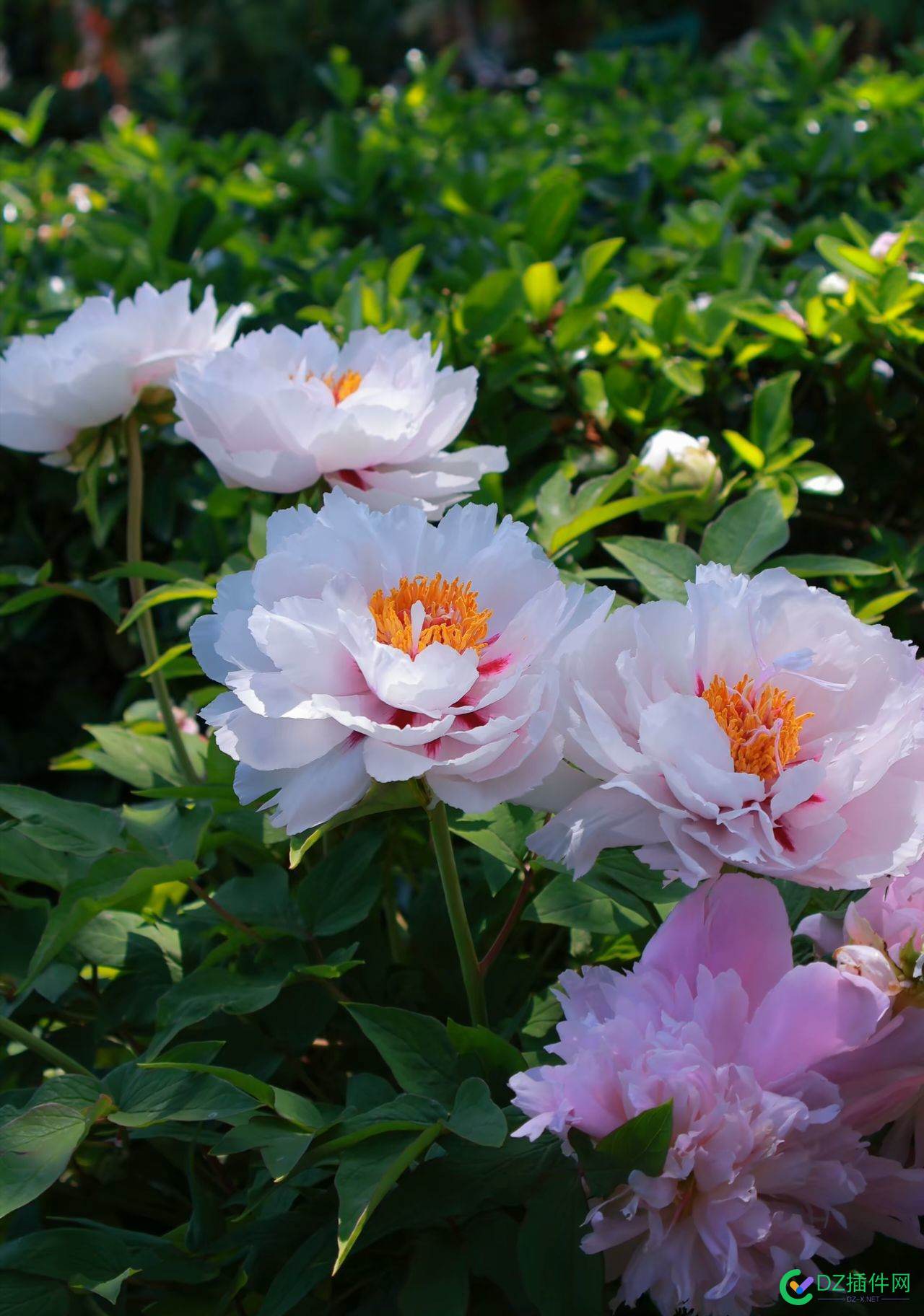 花开洛阳城 