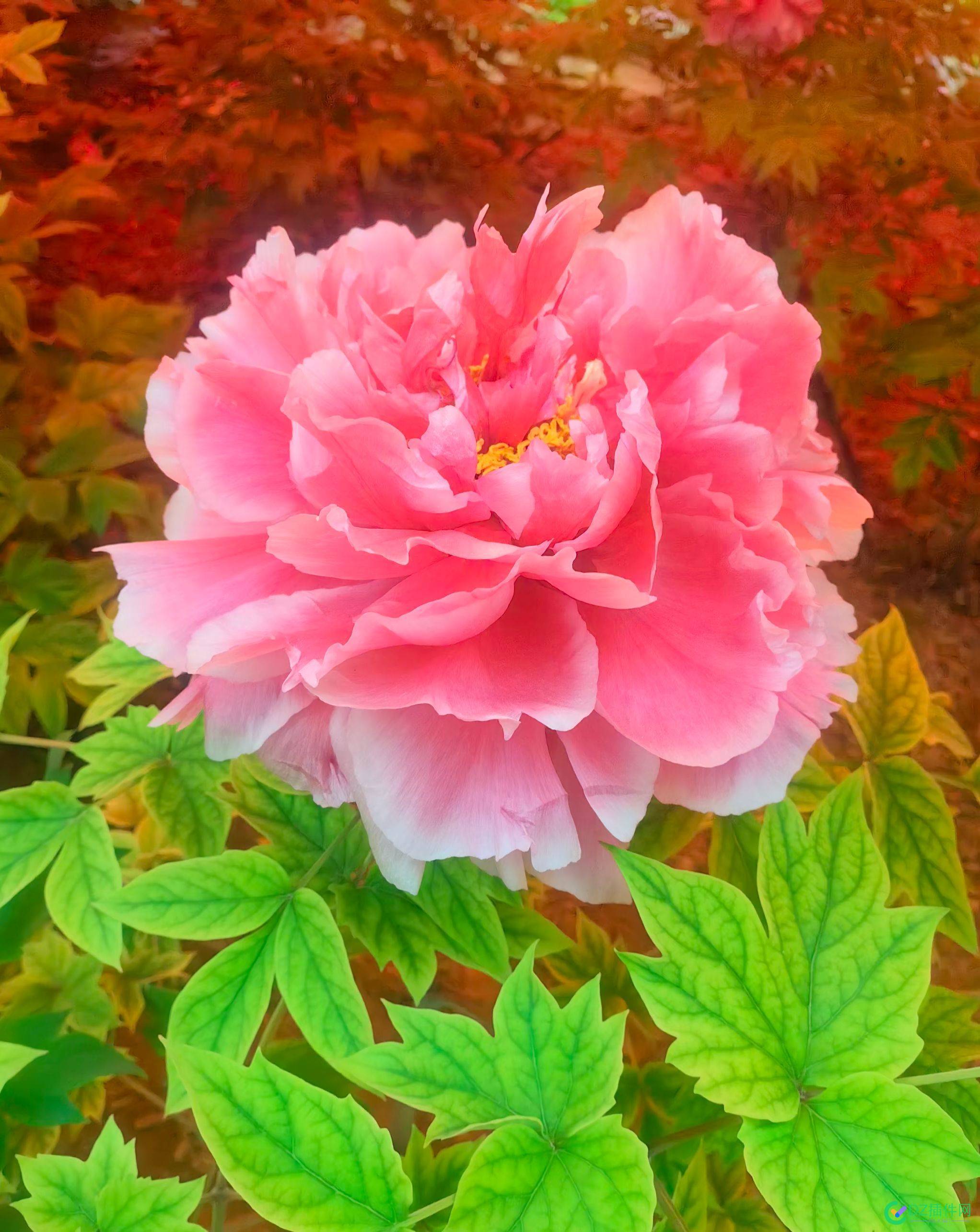 花开洛阳城 