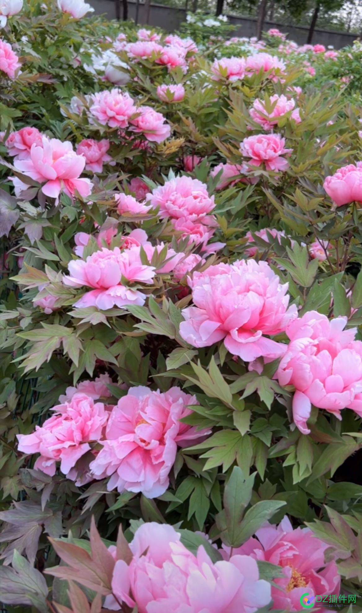 花开洛阳城 