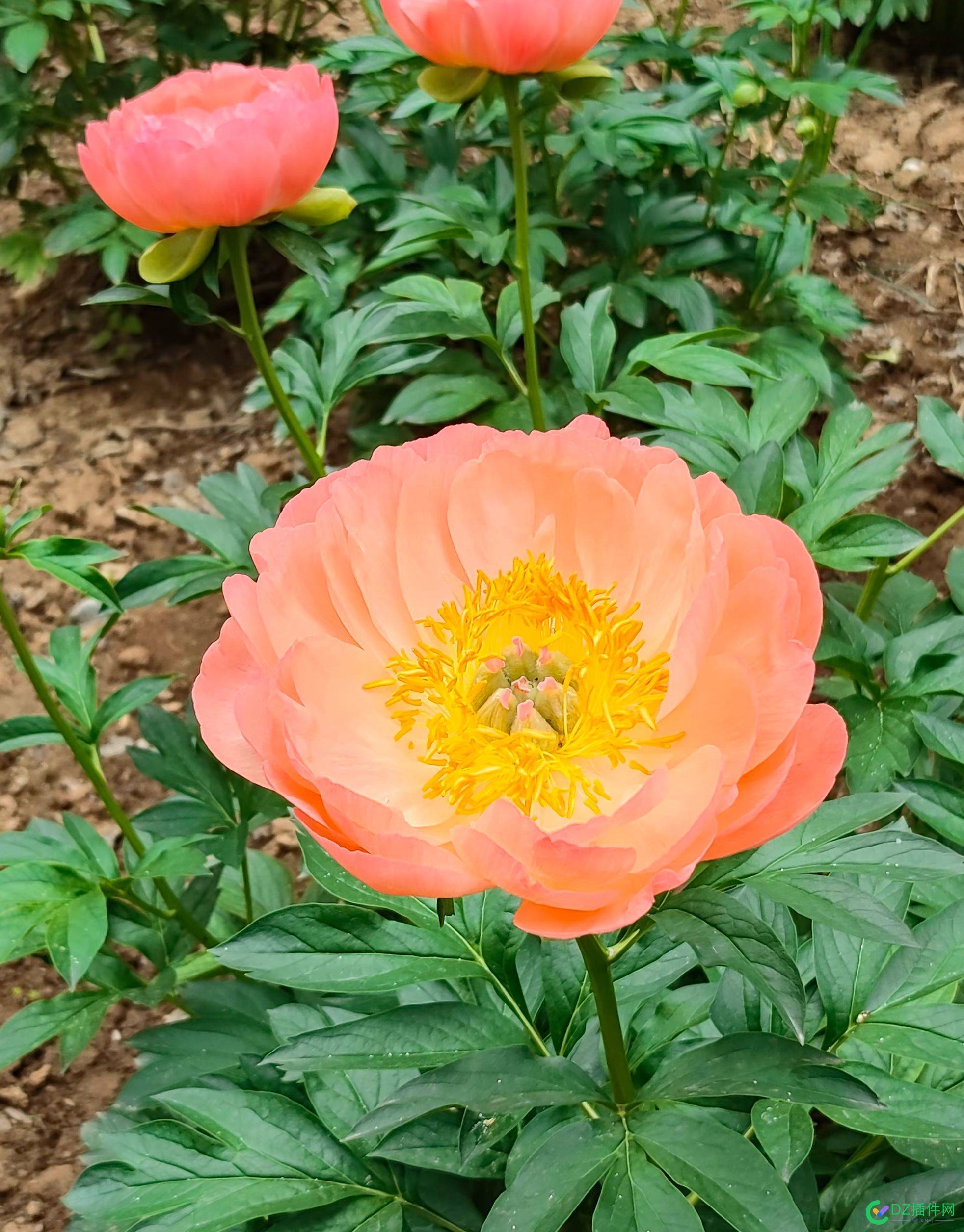 花开洛阳城 