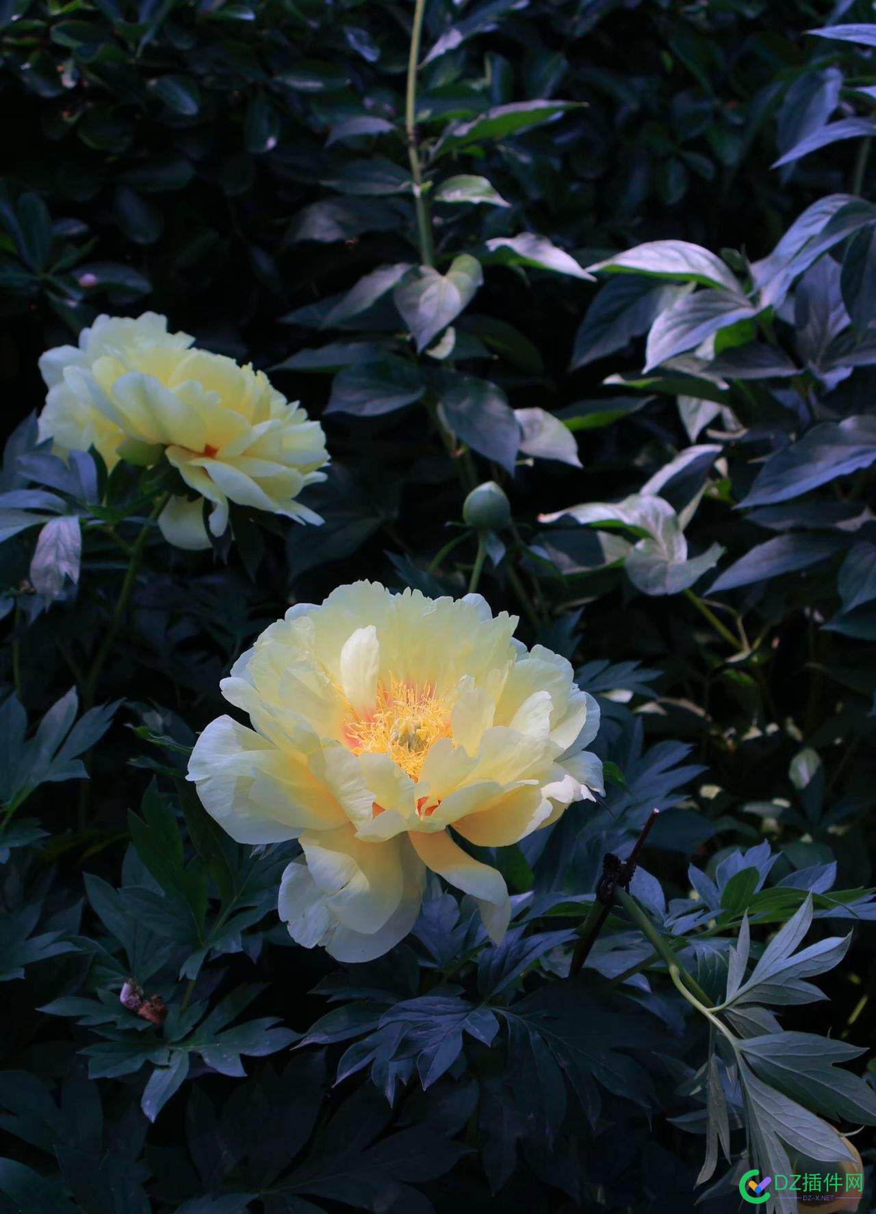 花开洛阳城 