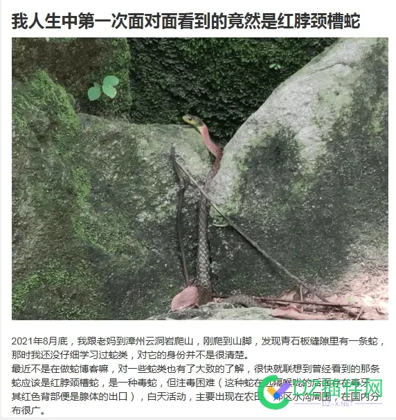 有喜欢研究蛇蛇的坛友吗？ 喜欢蛇的心理,喜欢蛇的理由