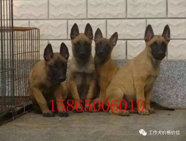 马犬价格价位小马犬一只多少钱7029 作者: 来源: 发布时间:2023-8-3 01:42