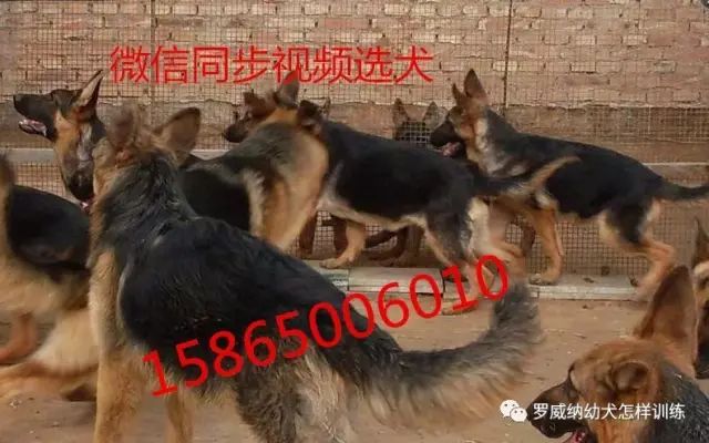 马犬价格价位小马犬一只多少钱1586 作者: 来源: 发布时间:2023-8-3 01:42