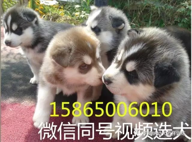 马犬价格价位小马犬一只多少钱6879 作者: 来源: 发布时间:2023-8-3 01:42