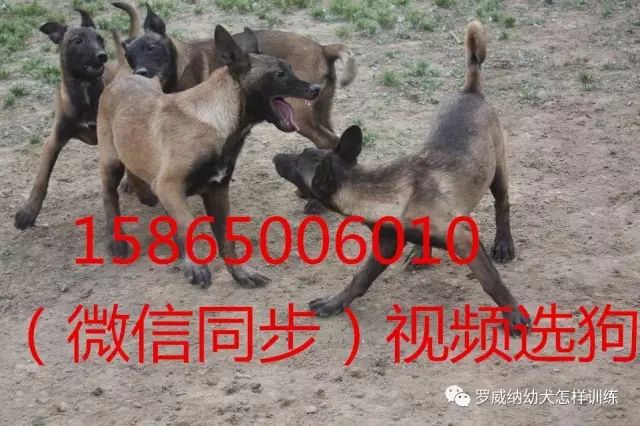 马犬价格价位小马犬一只多少钱9972 作者: 来源: 发布时间:2023-8-3 01:42