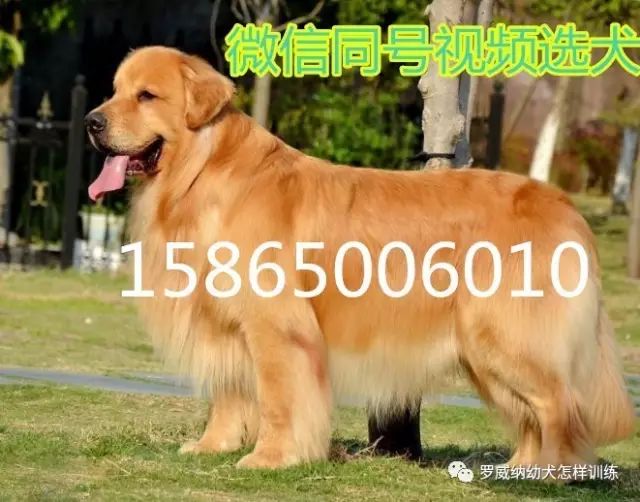 马犬价格价位小马犬一只多少钱7850 作者: 来源: 发布时间:2023-8-3 01:42