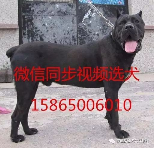 马犬价格价位小马犬一只多少钱9692 作者: 来源: 发布时间:2023-8-3 01:42