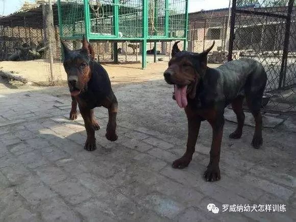 马犬价格价位小马犬一只多少钱499 作者: 来源: 发布时间:2023-8-3 01:42