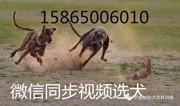 马犬价格价位小马犬一只多少钱2001 作者: 来源: 发布时间:2023-8-3 01:42