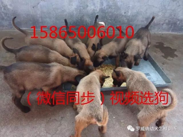 马犬价格价位小马犬一只多少钱2657 作者: 来源: 发布时间:2023-8-3 01:42