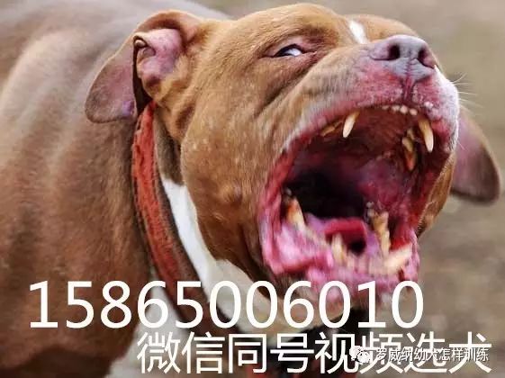 马犬价格价位小马犬一只多少钱3311 作者: 来源: 发布时间:2023-8-3 01:42