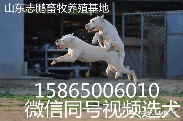 马犬价格价位小马犬一只多少钱3479 作者: 来源: 发布时间:2023-8-3 01:42