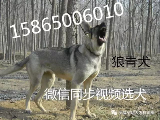 马犬价格价位小马犬一只多少钱5182 作者: 来源: 发布时间:2023-8-3 01:42