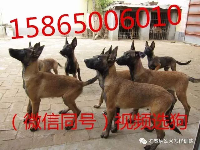 马犬价格价位小马犬一只多少钱375 作者: 来源: 发布时间:2023-8-3 01:42