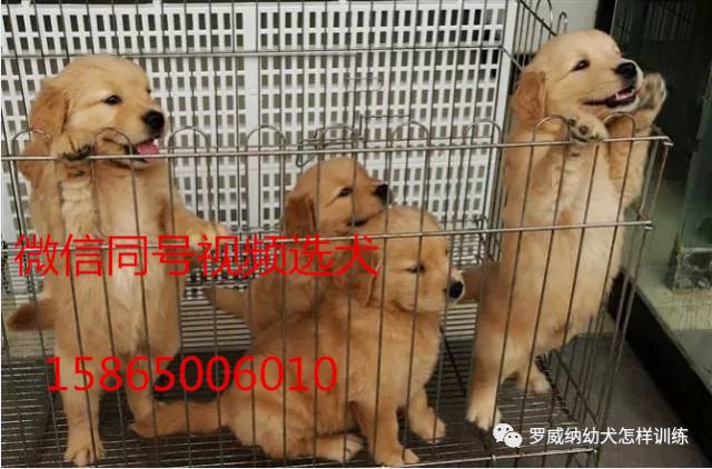 马犬价格价位小马犬一只多少钱8911 作者: 来源: 发布时间:2023-8-3 01:42