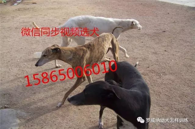 马犬价格价位小马犬一只多少钱4244 作者: 来源: 发布时间:2023-8-3 01:42