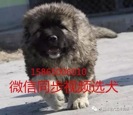 马犬价格价位小马犬一只多少钱9626 作者: 来源: 发布时间:2023-8-3 01:42