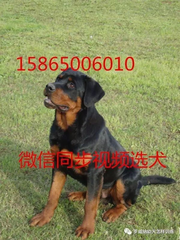 马犬价格价位小马犬一只多少钱4345 作者: 来源: 发布时间:2023-8-3 01:42