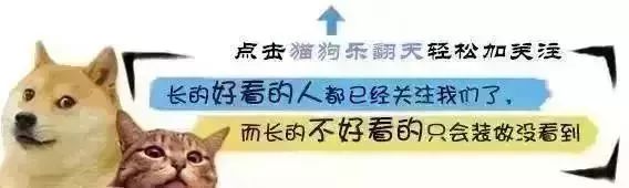 主人养了一只吉娃娃,10个月后竟变低底盘洛威拿:想看爸妈!8188 作者: 来源: 发布时间:2023-8-3 03:12