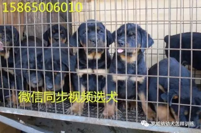 罗威纳犬价格价位罗威纳幼犬多少钱一条3432 作者: 来源: 发布时间:2023-8-9 14:23