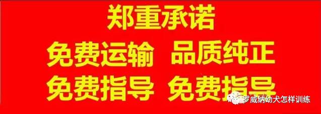 罗威纳犬价格价位罗威纳幼犬多少钱一条1494 作者: 来源: 发布时间:2023-8-9 14:23